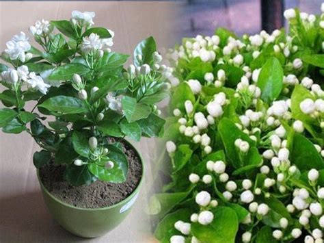 Mogra Flower Plant - How to Grow, Care & Benefits – Abana Homes