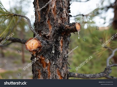 Image result for Exploding SAP Tree