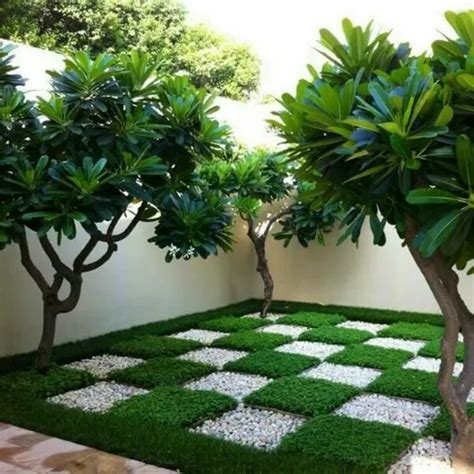 Gogreen Plants Mall And Landscaper - Producers of Decorative moss ...