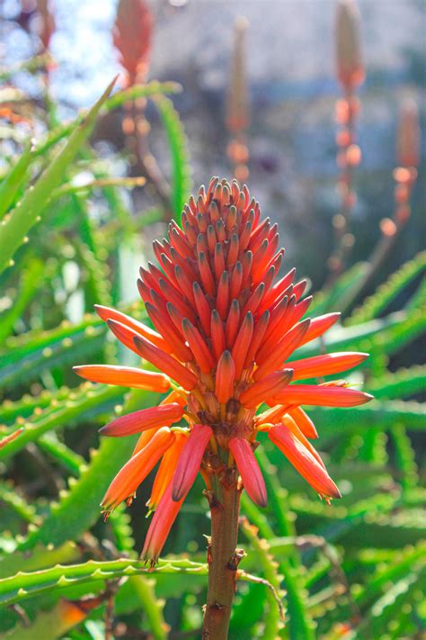 How To Get Aloe Vera To Bloom - Sunny Home Gardens