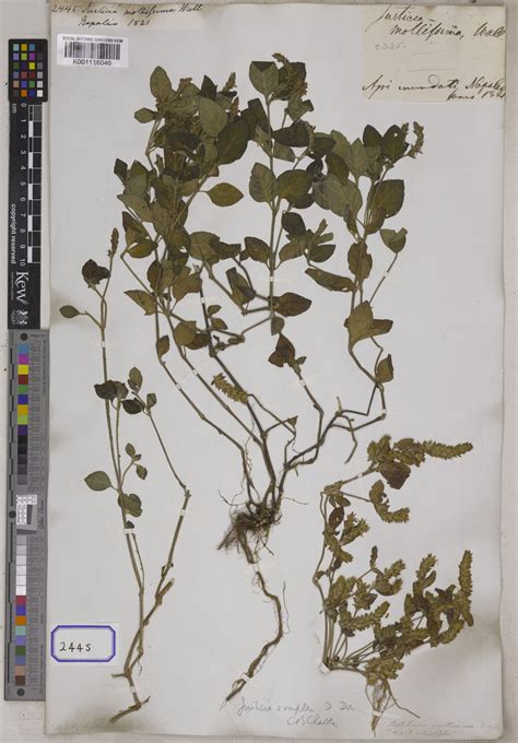 Rostellularia procumbens (L.) Nees | Plants of the World Online | Kew ...