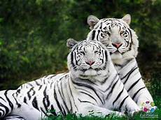 Wallpapers Of Animals by Wallpapers With Animals Wallpaper Cave Wallpapers Of Animals