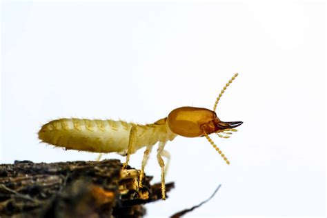 Signs Of Termites In Arizona - What To Look For In Your House