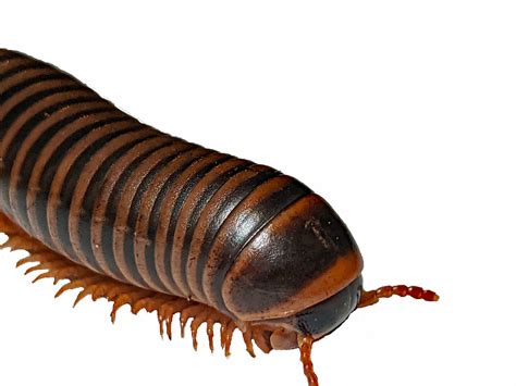 Giant Millipede