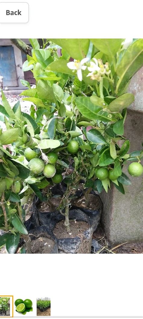 All time seedless limbu fruit plant