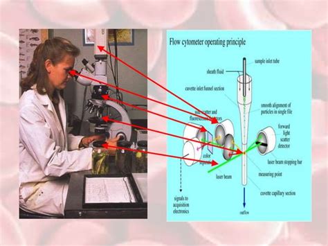 Flow Cytometry Tutorial 的图像结果