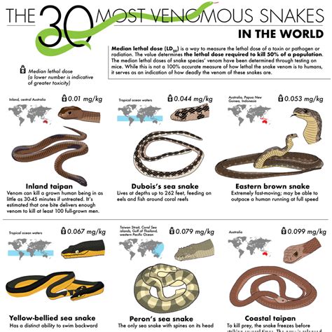 The 30 Most Venomous Snakes in the World - CEUFast.com - Infographic