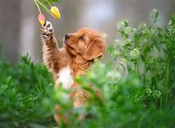Image result for Cute Puppies Screensaver