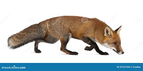 4狐狸老红色狐狸走的年 库存照片. 图片 包括有 红色, 外出, 充分, 人们, 通配, 长度, 视图, 全能 - 25101944