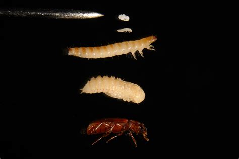 Rust Red Flour Beetle