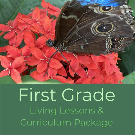 Waldorf 1st Grade Homeschool Curriculum - The BEarth Institute