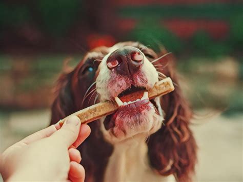 Do Dogs Taste Like Humans