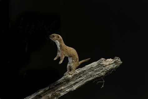 Smallest Animal In The World Ever Found 10 Of The Smallest Animals In