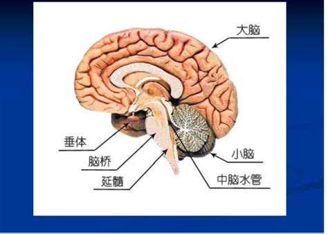 可爱又神经说的就是你