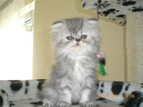 Exotic Shorthair Baby Kätzin wochen alt in Augsburg | Tiere | Kleinanzeigen