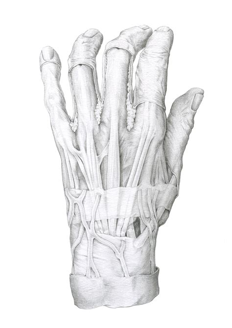 Image result for Hand Dissection