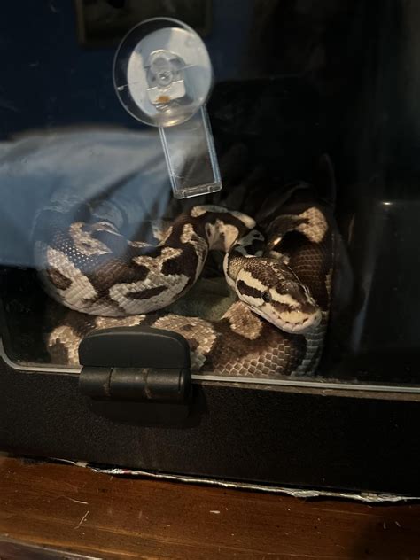 Image result for 15 Foot Python Enclosure