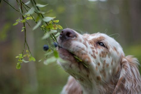 How Many Blueberries Can A Small Dog Eat