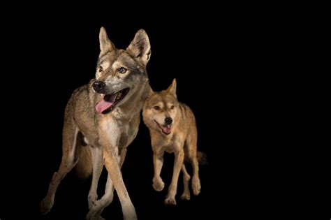 Indian Wolf (Canis lupus pallipes) - Joel Sartore