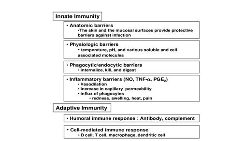 Image result for Two Types of Adaptive Immunity