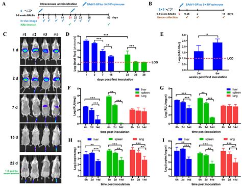 The Biodistribution of Replication-Defective Simian Adenovirus 1 Vector ...