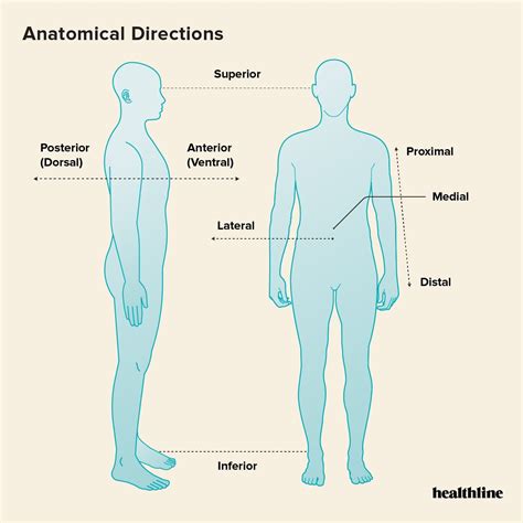 The 3 Anatomical Body Planes and The Movements In Each | Human body systems, Medical ...
