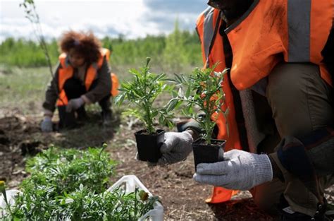 Image result for Planting Tree with Backhoe