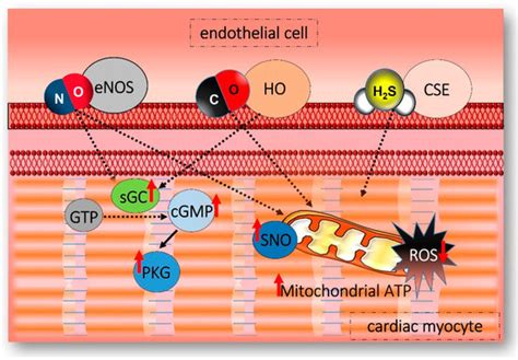 Clinical Applications for Gasotransmitters in the Cardiovascular System ...