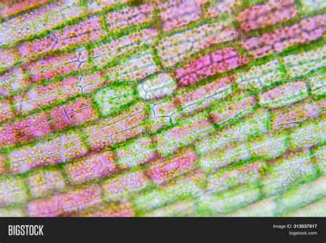 Cell Microscope 的图像结果