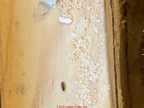 What Are Powder Post Beetles at Evie Rounsevell blog