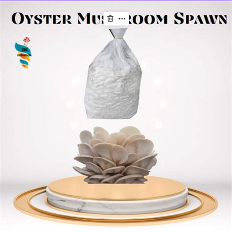 Oyster mushroom spawn (Pleurotus ostreatus) Blue Oyster | BM MUSHROOM