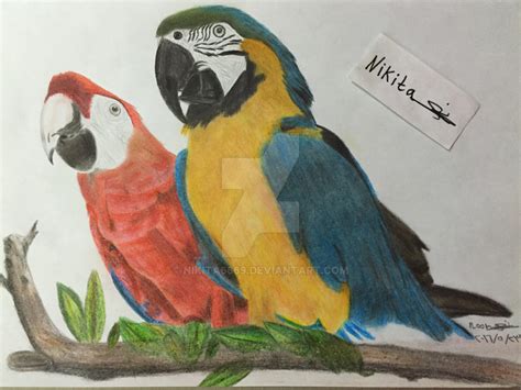 Image result for How to Draw a Parrot Two