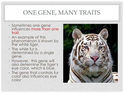 Image result for Inheritance Allele