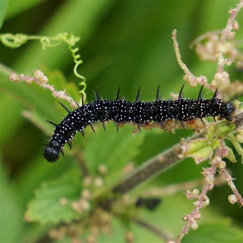 Black Caterpillar White Spikes