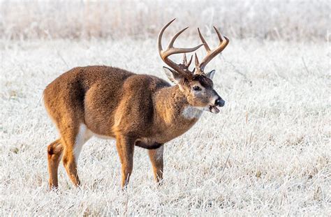 Deer Hunting in Minnesota - Realtree Camo