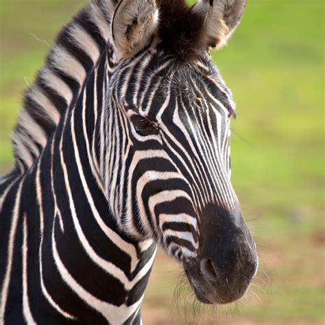 Zebra Vs Horse: Can You Ride Zebras Like Horses? – Wild Jolie