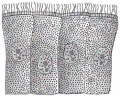 Identify the given epithelium in the diagram with its correct location ...