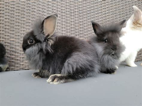 Rabbits For Sale in Austin (5446) | Petzlover