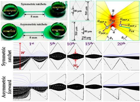 Recent Advances in Dielectrophoretic Manipulation and Separation of ...