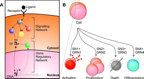 Image result for Signal Transduction Cascade Animation