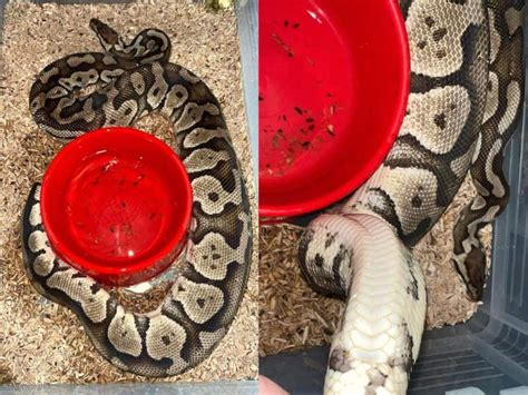 Image result for Ball Python Size Female
