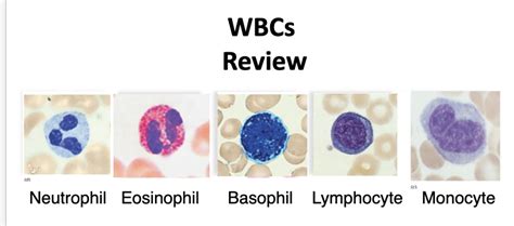 Image result for WBC Count Microscope