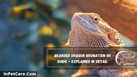 Bearded Dragon Brumation - A Complete Guide (With Photos)