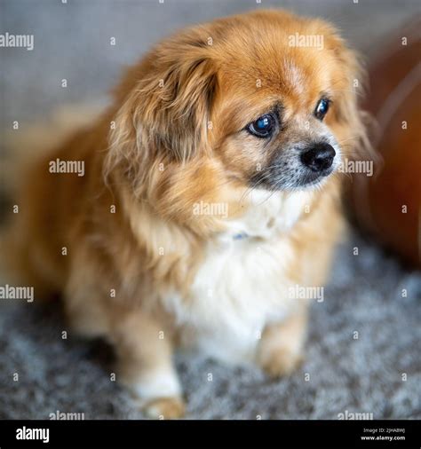 The high-angle portrait of a cute Tibetan spaniel dog Stock Photo - Alamy