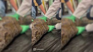 Image result for Alligator with Dead Python