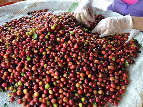 FINCA EL MIRADOR FILANDIA (2026) All You Need to Know BEFORE You Go ...