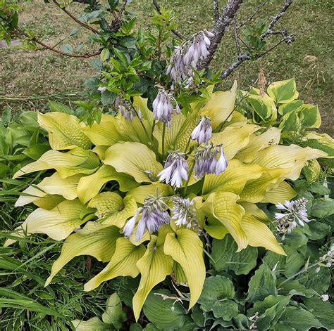 Hosta Sun Power (Seeds) | Duluth Hosta Co. - Buy Hosta Seeds Online ...