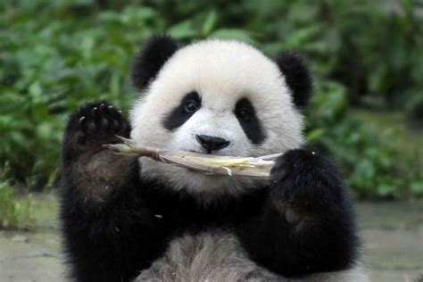 大熊猫萌兰是不是颜值最高的大熊猫？ - 知乎