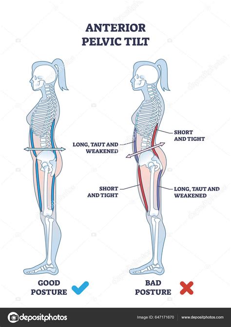 Human Pelvis Posterior