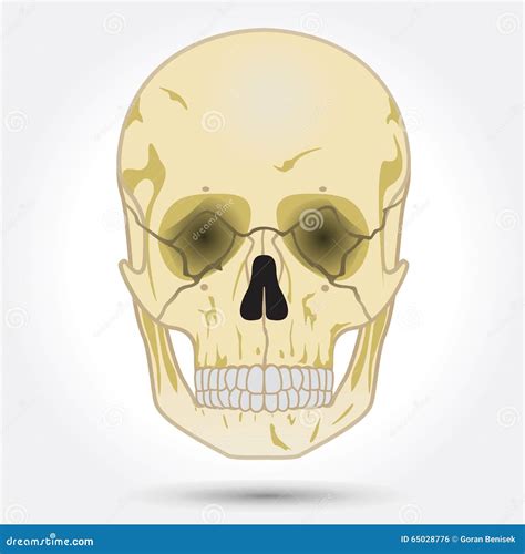 Human skull, front view. stock vector. Illustration of concept - 65028776